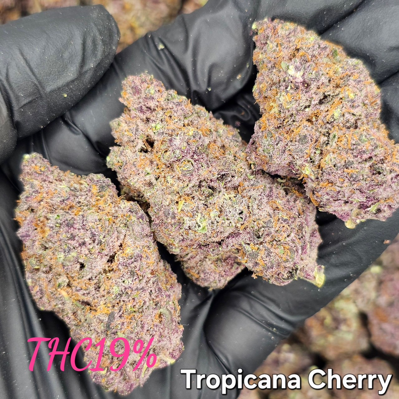 Tropicana Cherry/Trop Cherry
